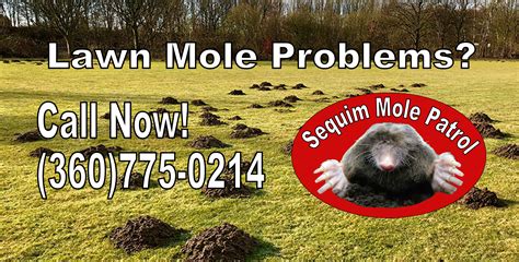 professional mole exterminators services